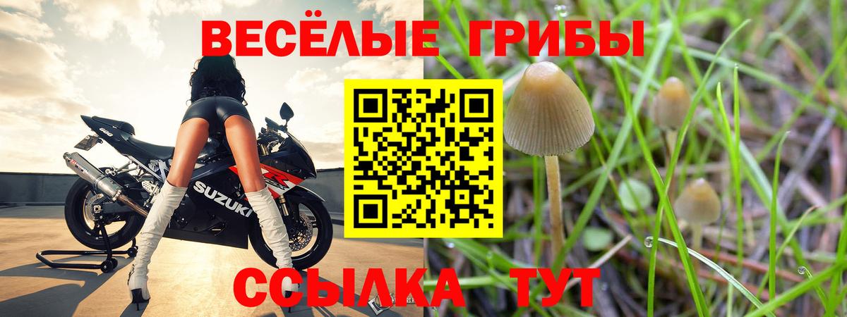 Елизово  Галлюциногенные грибы GOLDEN TEACHER  Вход с VPN 